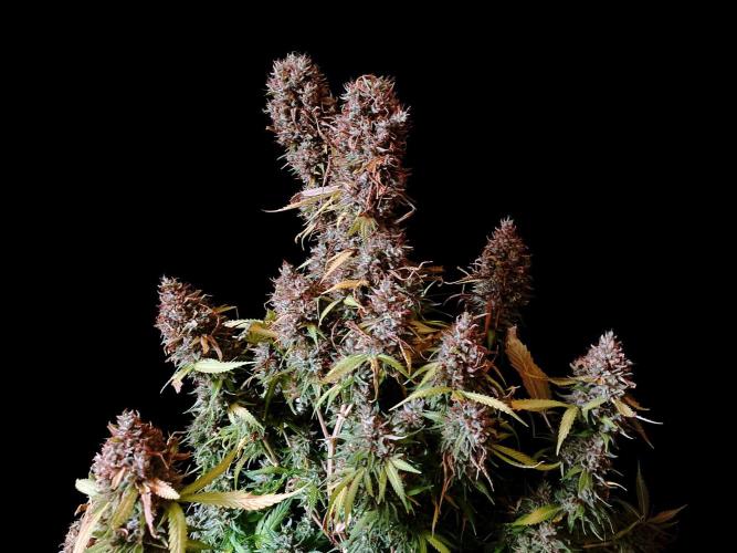 3M 👩 Runtz & Brazil. Week 21