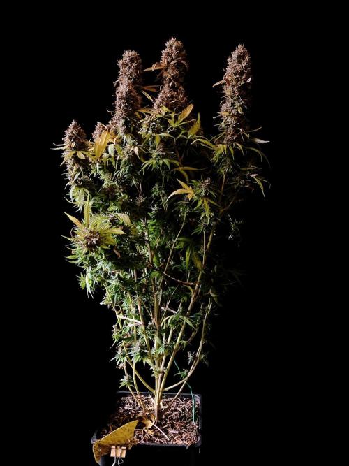 3M 👩 Runtz & Brazil. Week 21