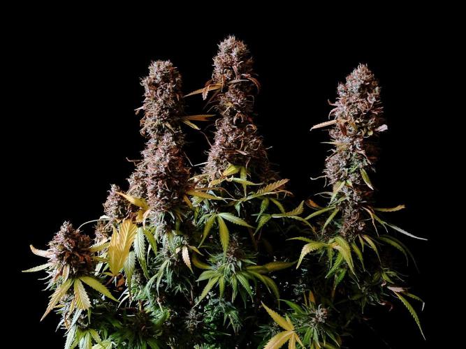 3M 👩 Runtz & Brazil. Week 21