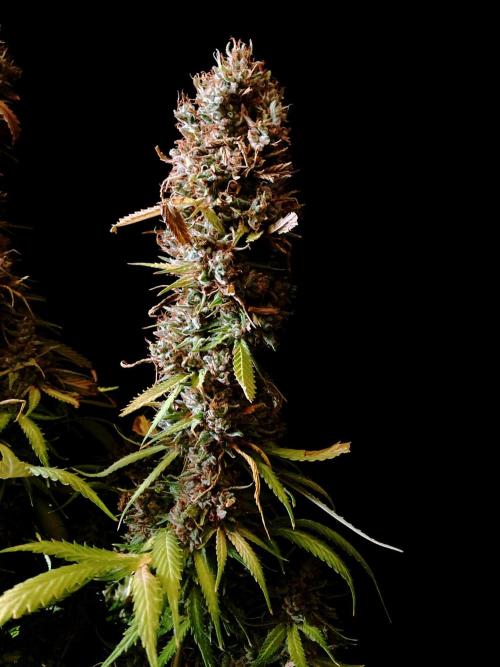 3M 👩 Runtz & Brazil. Week 21