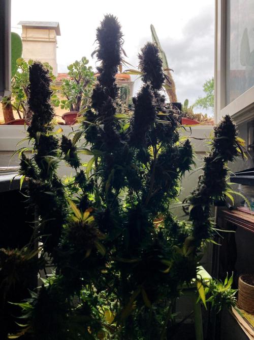 3M 👩 Runtz & Brazil. Week 21