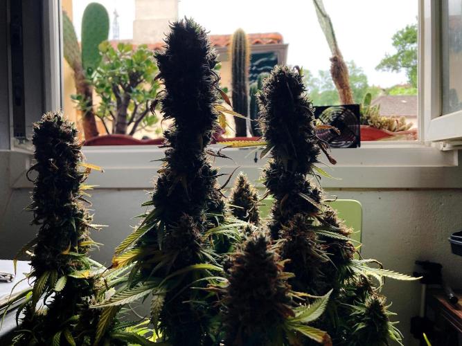 3M 👩 Runtz & Brazil. Week 21