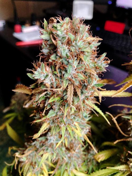 3M 👩 Runtz & Brazil. Week 21