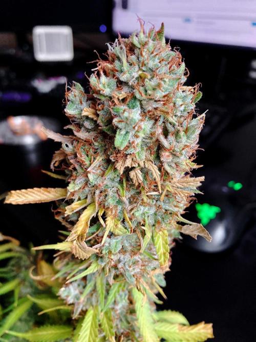 3M 👩 Runtz & Brazil. Week 21