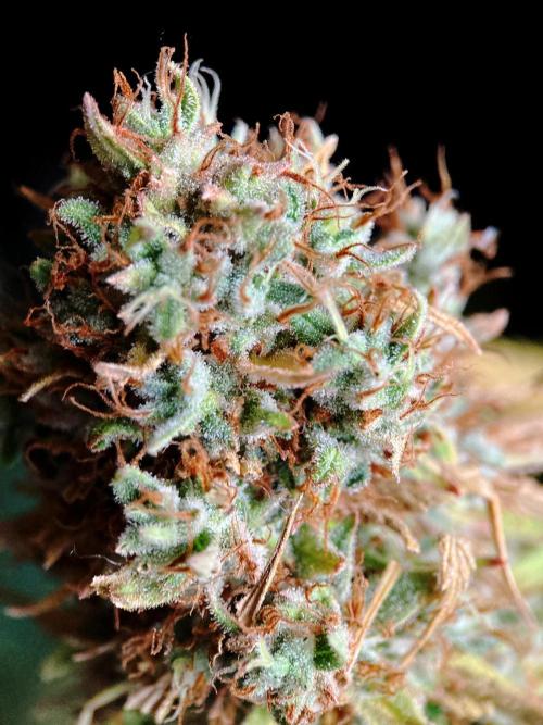 3M 👩 Runtz & Brazil. Week 21