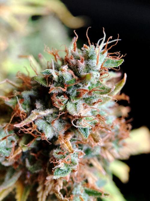 3M 👩 Runtz & Brazil. Week 21
