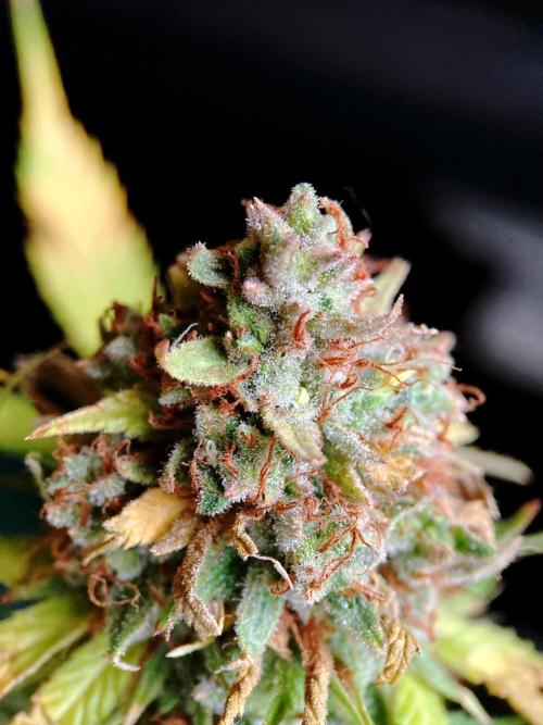 3M 👩 Runtz & Brazil. Week 21