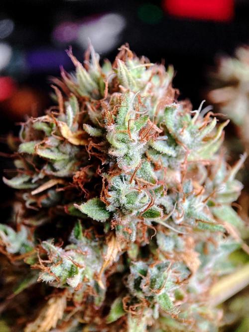 3M 👩 Runtz & Brazil. Week 21