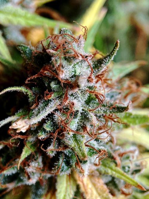3M 👩 Runtz & Brazil. Week 21