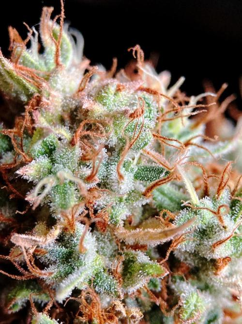 3M 👩 Runtz & Brazil. Week 21