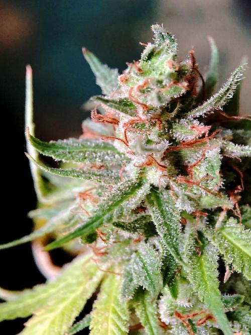 3M 👩 Runtz & Brazil. Week 21