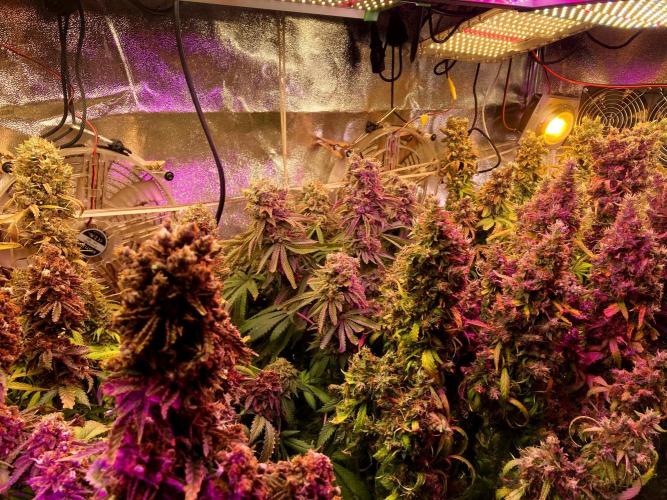 3M 👩 Runtz & Brazil. Week 21