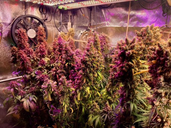 3M 👩 Runtz & Brazil. Week 21