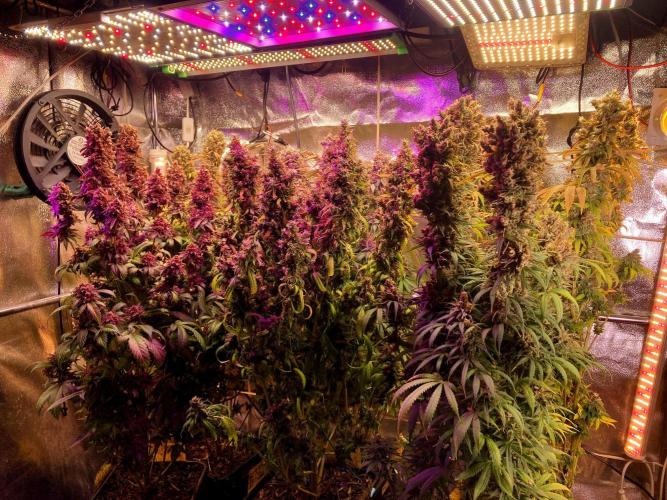 3M 👩 Runtz & Brazil. Week 21