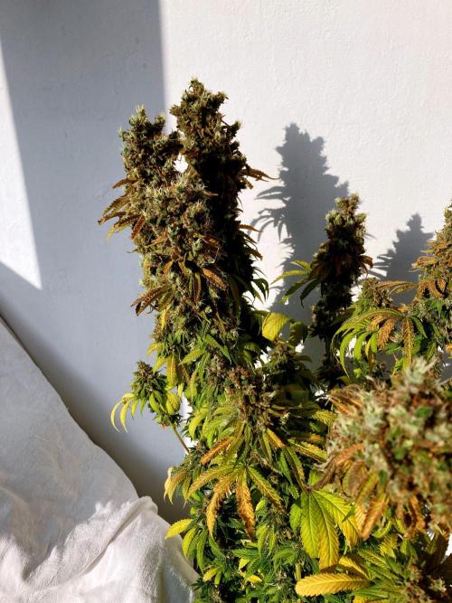 3M 🌮 Mexican Rush. Week 21
