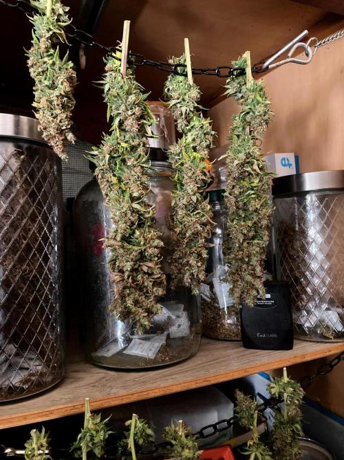 Mexican Rush. Week 21