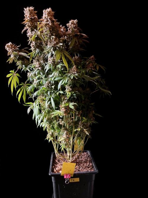 3M 🔺 Tutankhamon. Week 20
