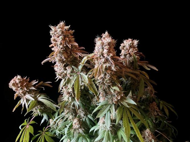 3M 🔺 Tutankhamon. Week 20