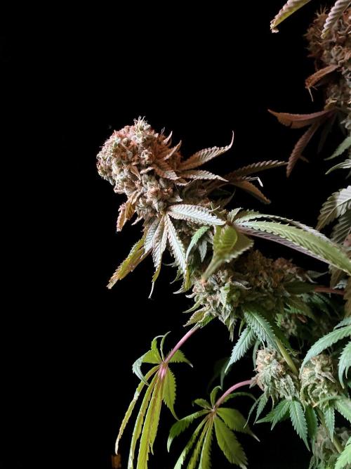 3M 🔺 Tutankhamon. Week 20