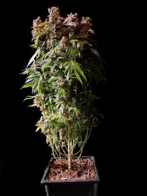 3M 🔺 Tutankhamon. Week 20