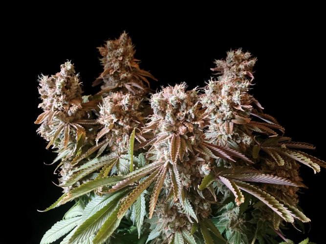 3M 🔺 Tutankhamon. Week 20