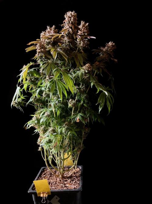 3M 🔺 Tutankhamon. Week 20