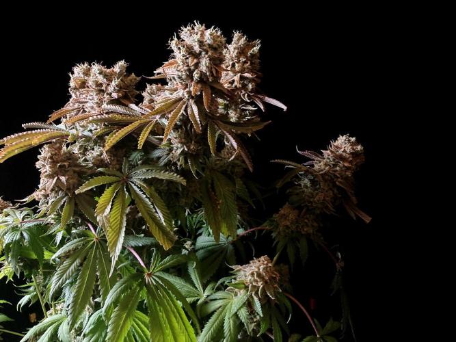3M 🔺 Tutankhamon. Week 20