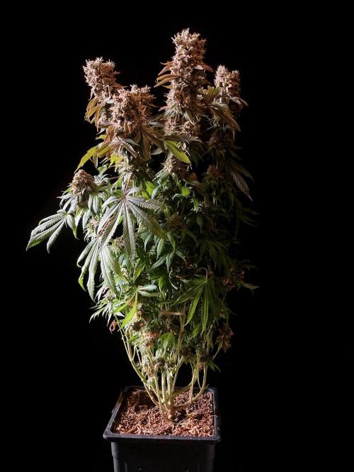 3M 🔺 Tutankhamon. Week 20