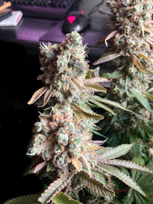 3M 🔺 Tutankhamon. Week 20