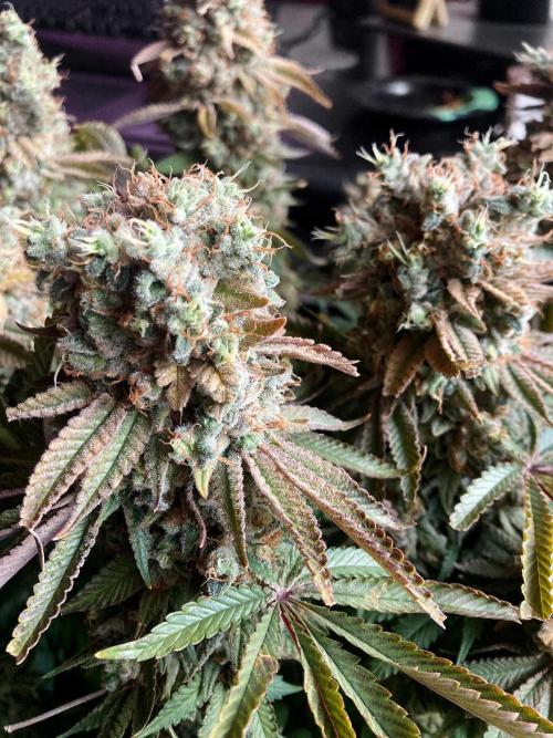 3M 🔺 Tutankhamon. Week 20