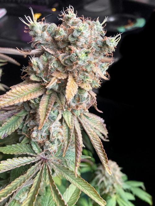 3M 🔺 Tutankhamon. Week 20