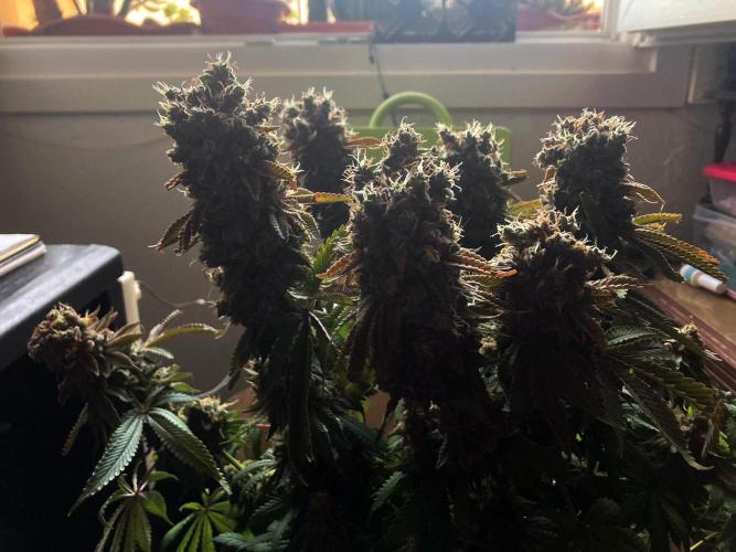 3M 🔺 Tutankhamon. Week 20