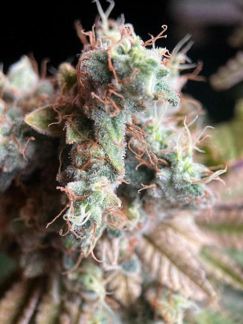 3M 🔺 Tutankhamon. Week 20