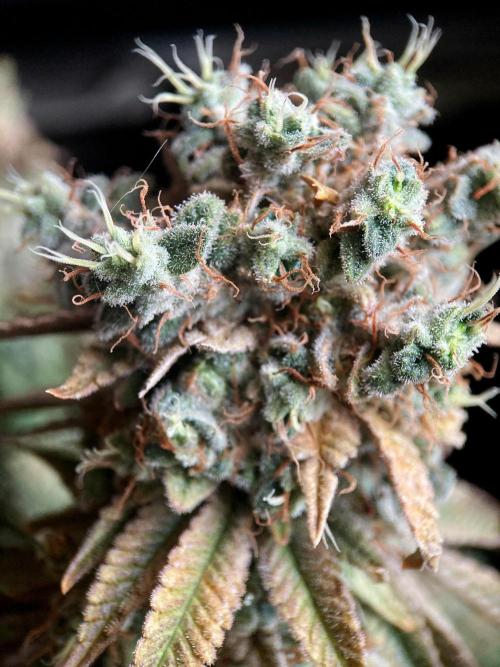 3M 🔺 Tutankhamon. Week 20