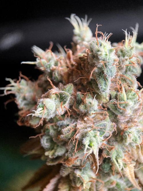 3M 🔺 Tutankhamon. Week 20