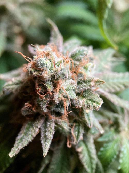 3M 🔺 Tutankhamon. Week 20