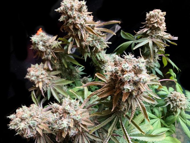 3M 🔺 Tutankhamon. Week 20