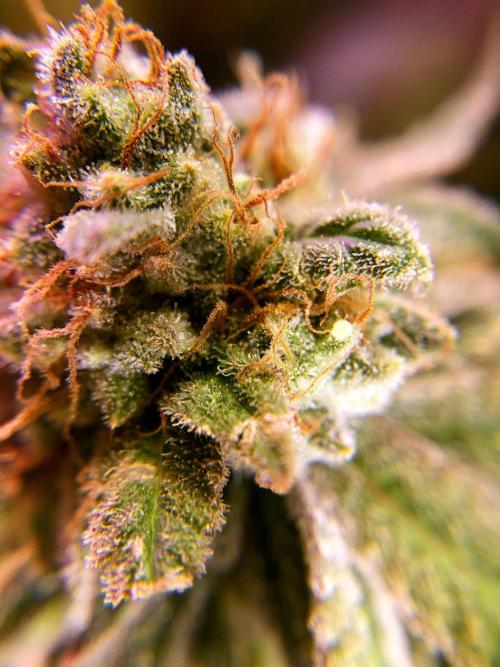 3M 🔺 Tutankhamon. Week 20