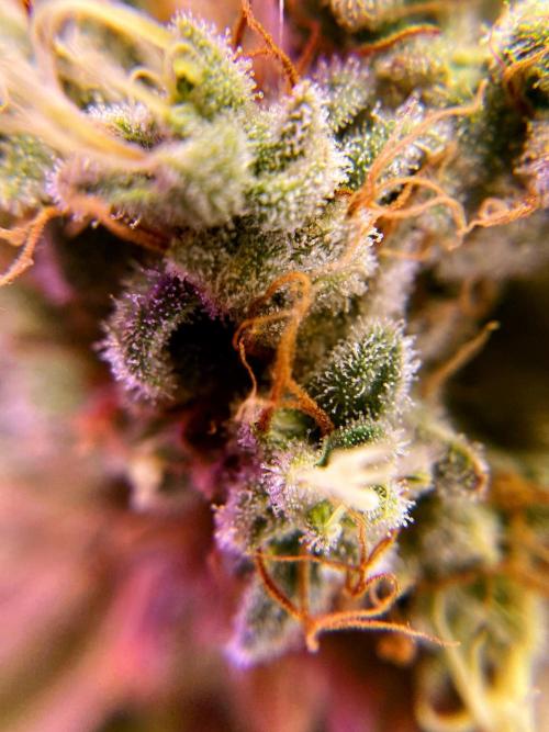 3M 🔺 Tutankhamon. Week 20
