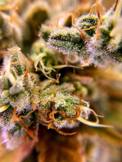 3M 🔺 Tutankhamon. Week 20