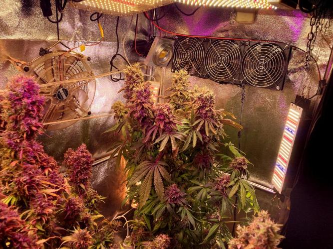 3M 🔺 Tutankhamon. Week 20
