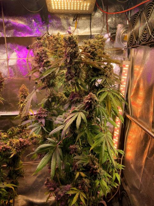 3M 🔺 Tutankhamon. Week 20