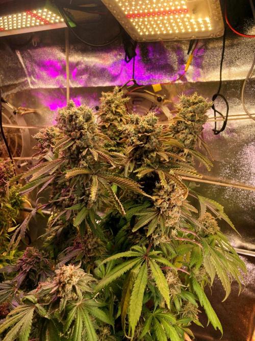 Tutankhamon x Cookies USA. Week 20