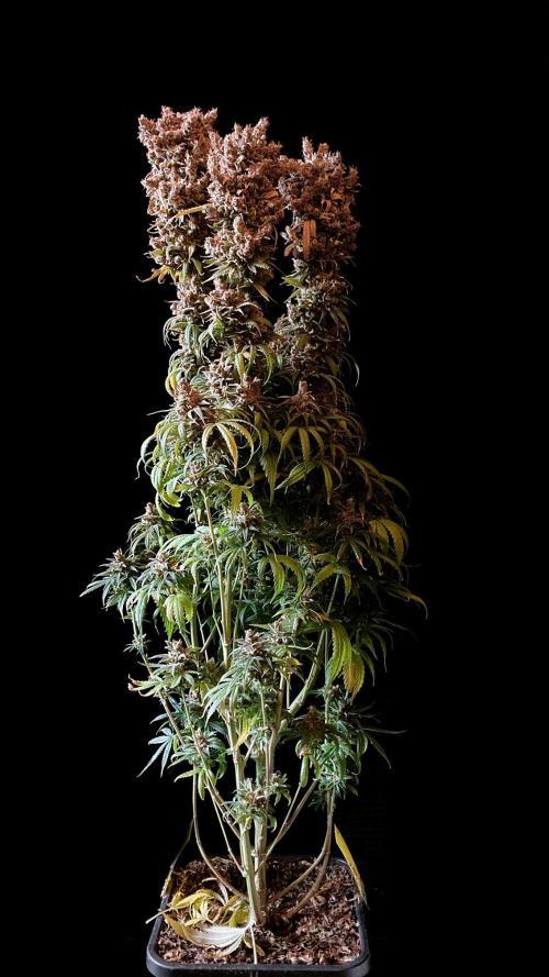 3M 🍁 NL x Thai. Week 19