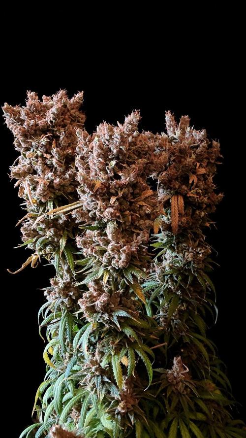 3M 🍁 NL x Thai. Week 19