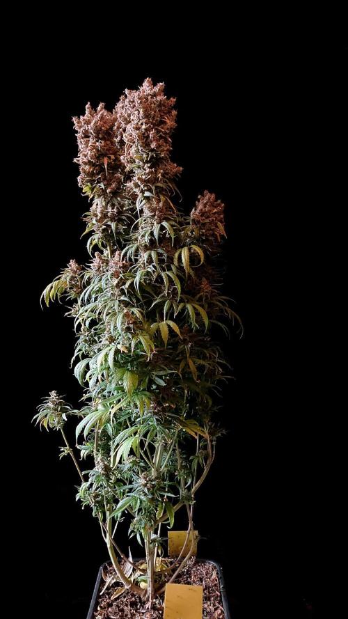 3M 🍁 NL x Thai. Week 19