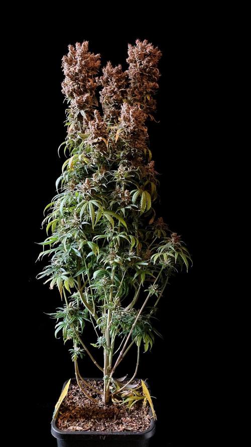 3M 🍁 NL x Thai. Week 19
