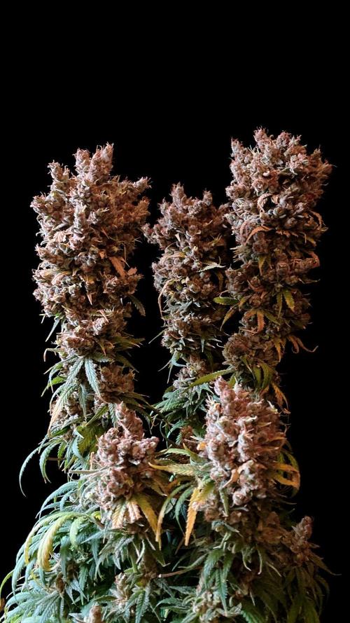 3M 🍁 NL x Thai. Week 19