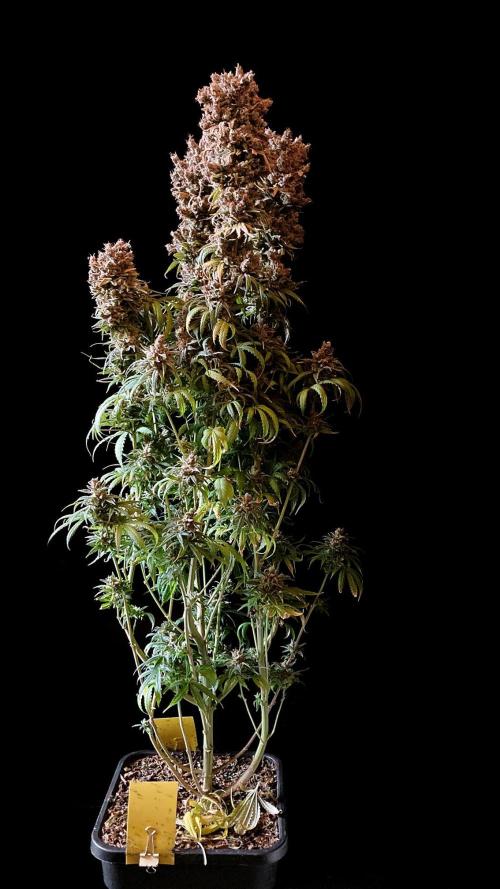 3M 🍁 NL x Thai. Week 19