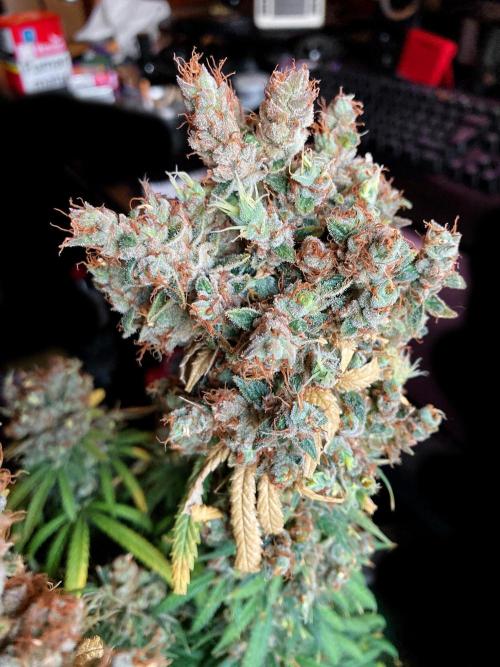 3M 🍁 NL x Thai. Week 19